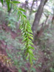 Tmesipteris sigmatifolia: aerial stem showing determinate growth with the apex terminated by a large sterile leaf.
 Image: L.R. Perrie © Leon Perrie 2005 CC BY-NC 3.0 NZ